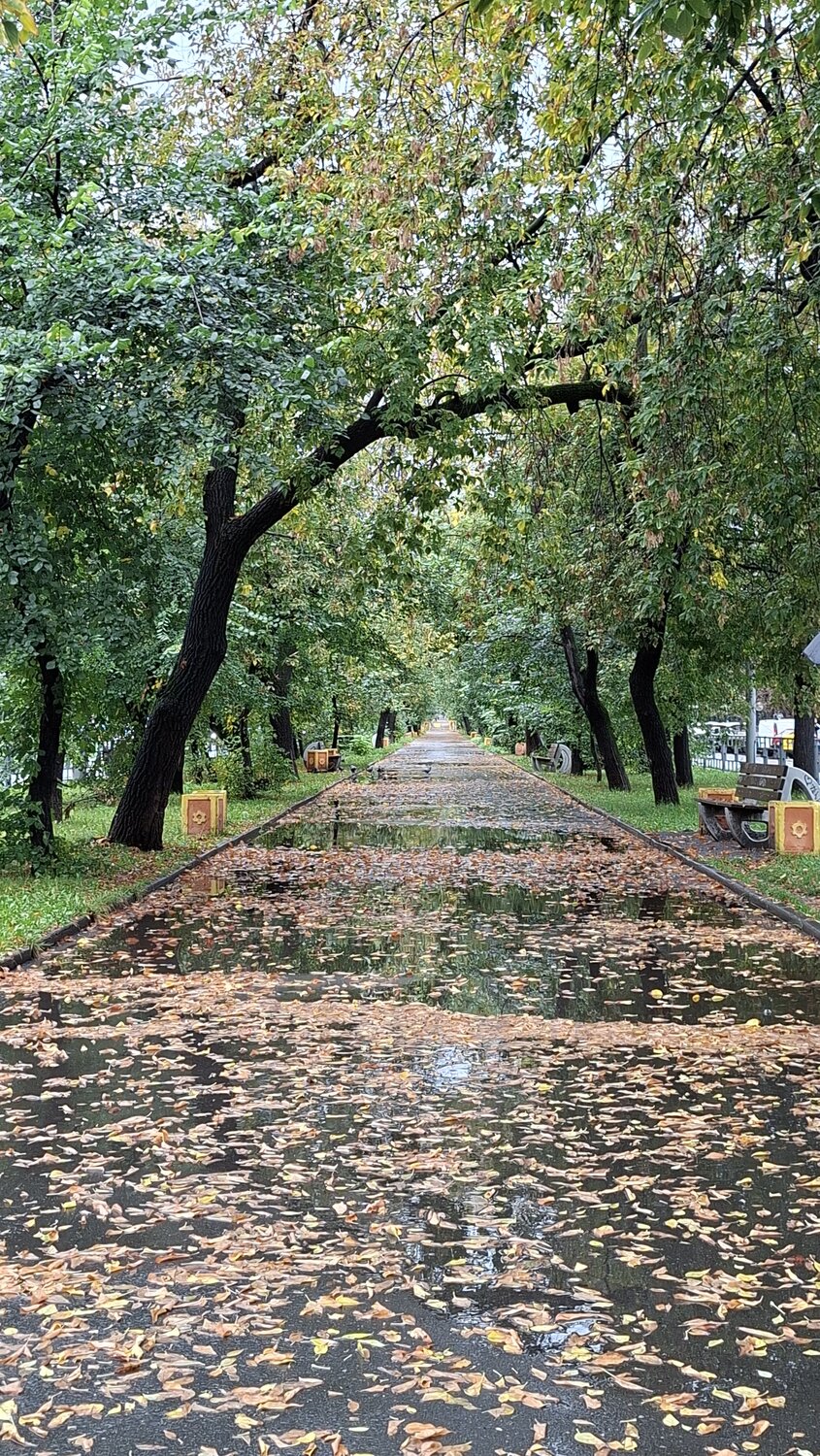 Дорога из листвы
