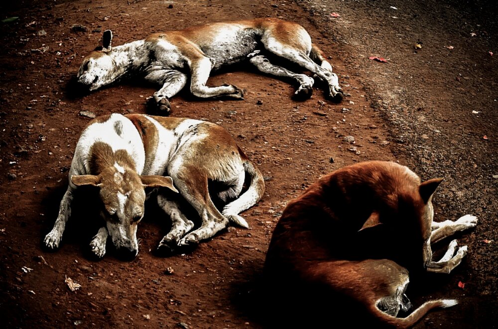 Stray Dogs