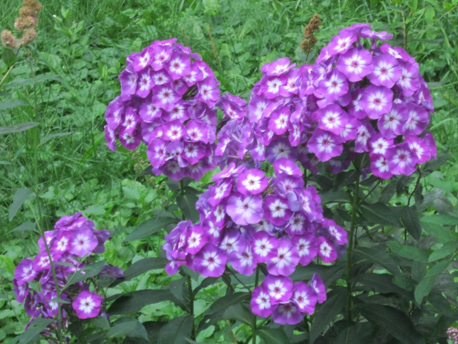 Флоксы