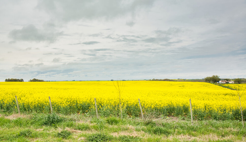 Vast Yellow Canola Field