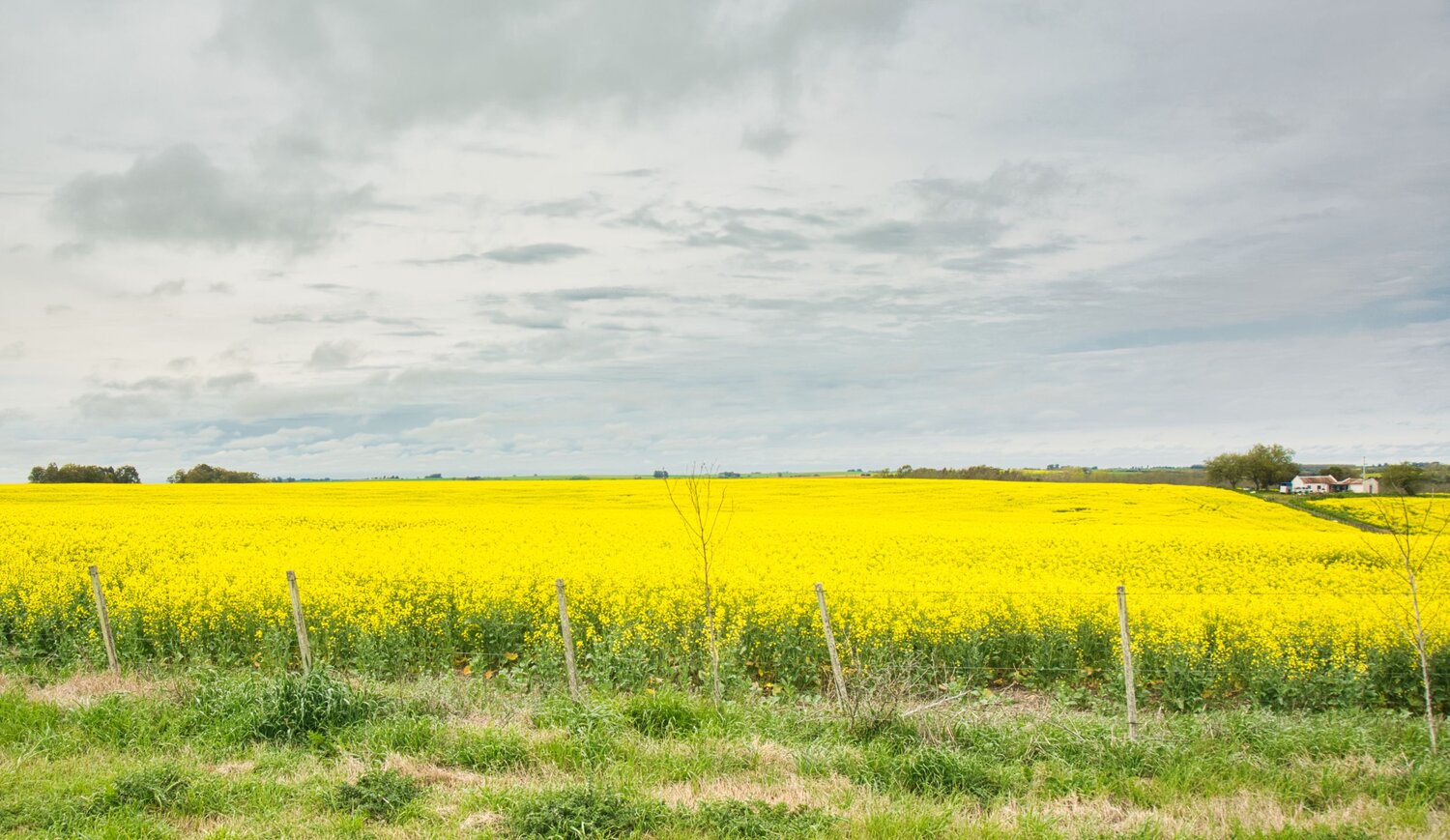 Vast Yellow Canola Field
