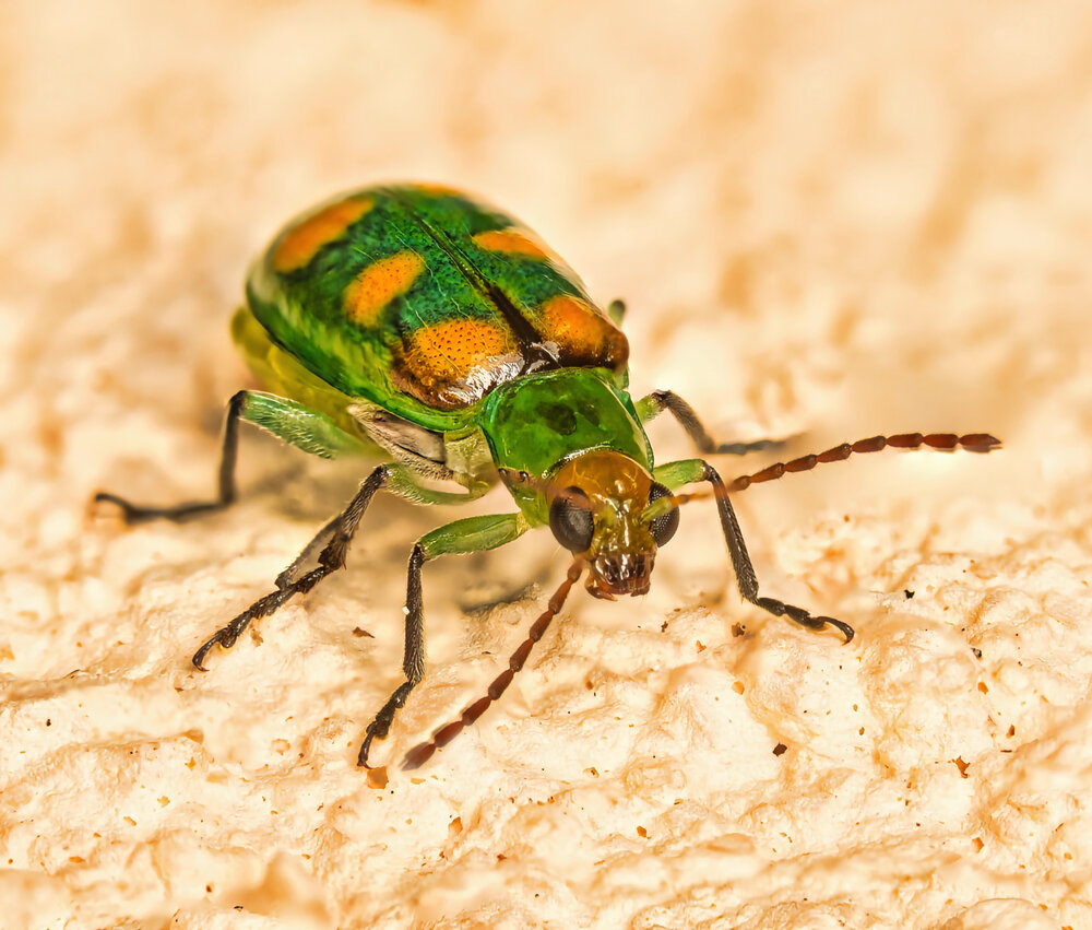 Green Leaf Beetle (Diabrotica balteata)