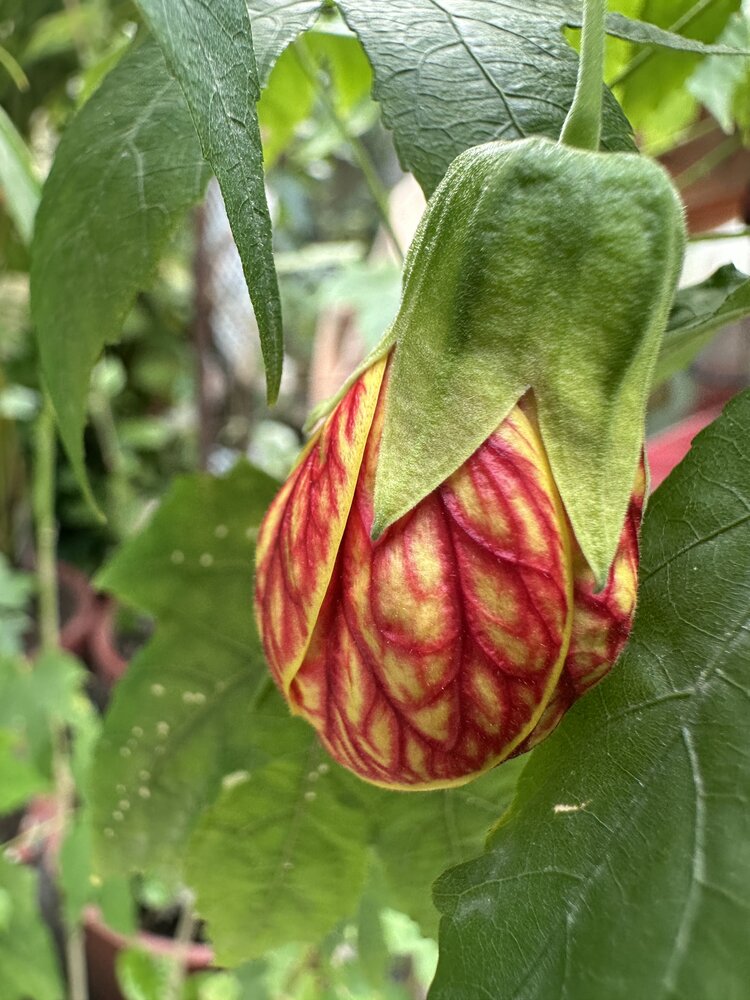 Red Hibiscus Bud - nature’s Art