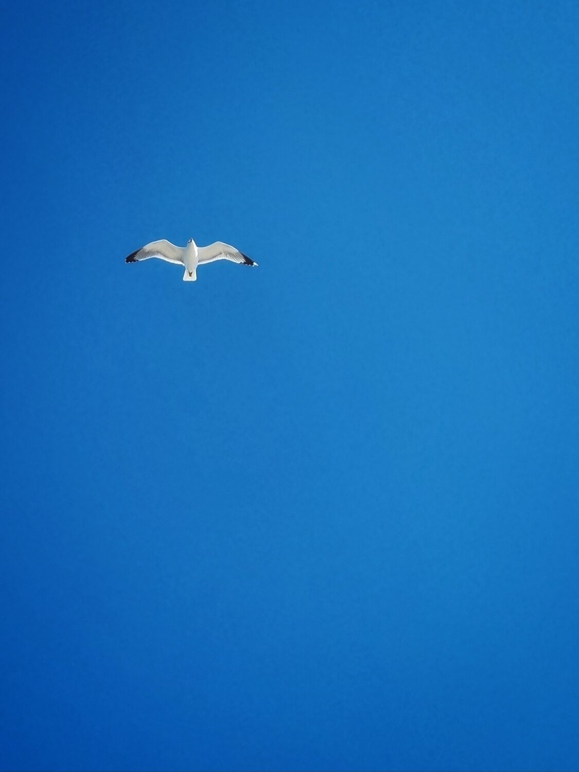 Photo #14170041