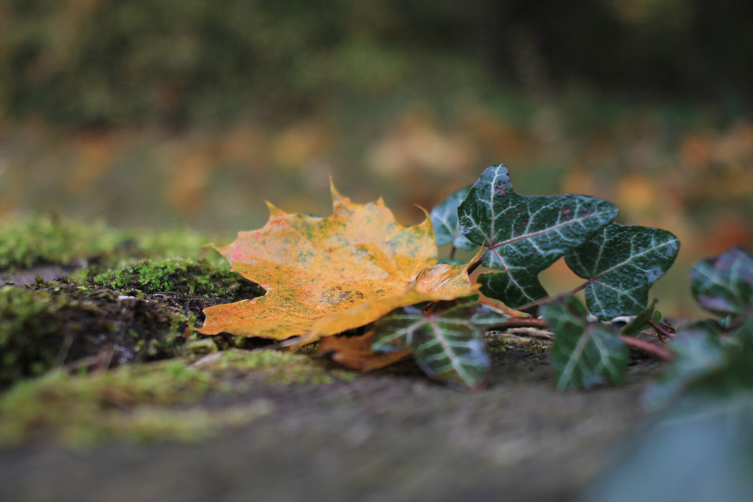 The romance of Maple and Ivy