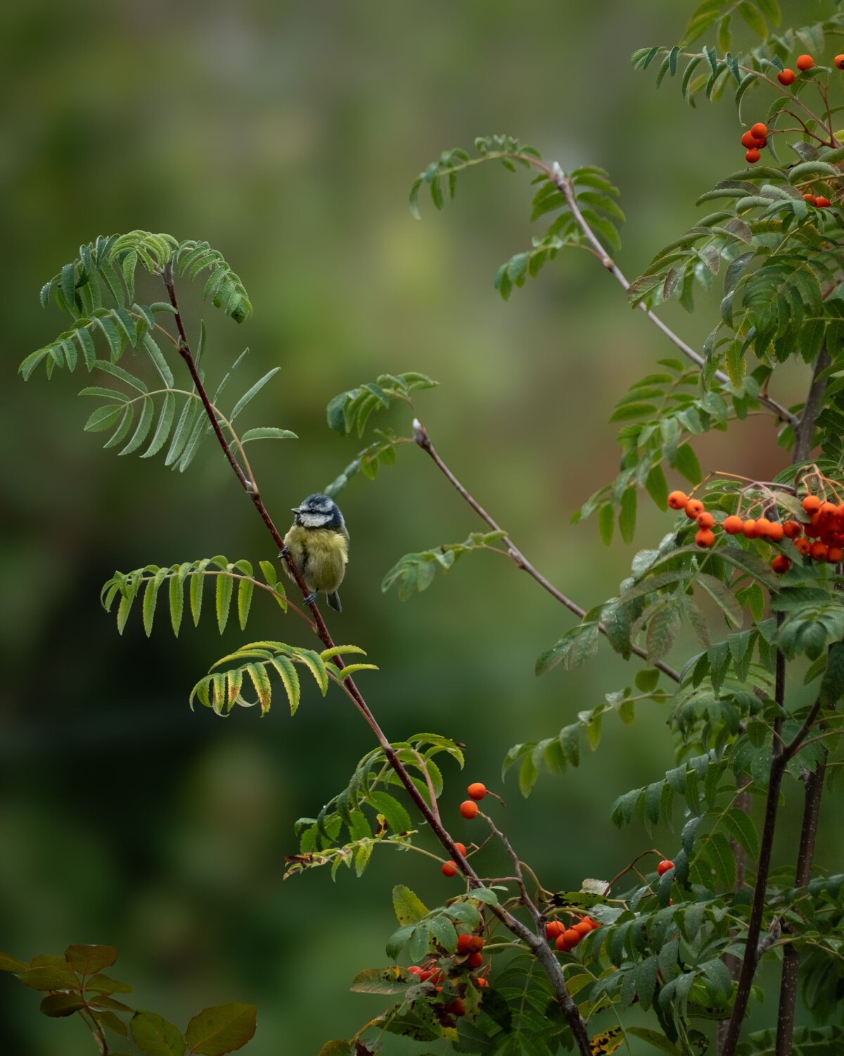 Among the Rowan
