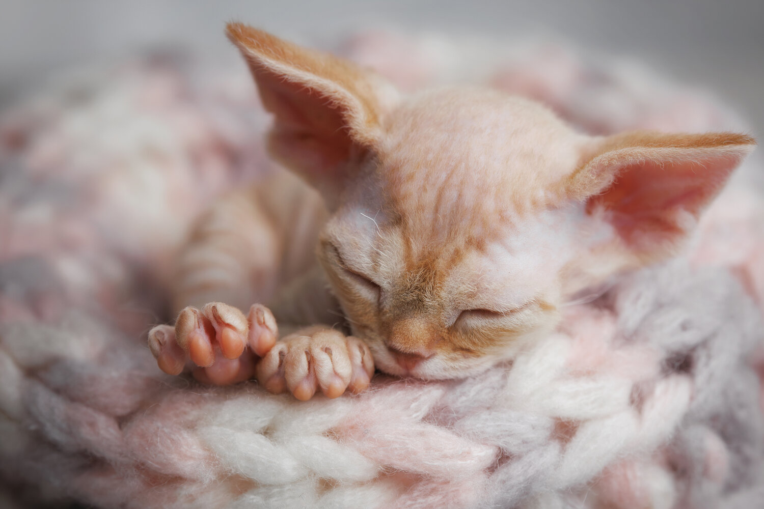 Photo #14171571