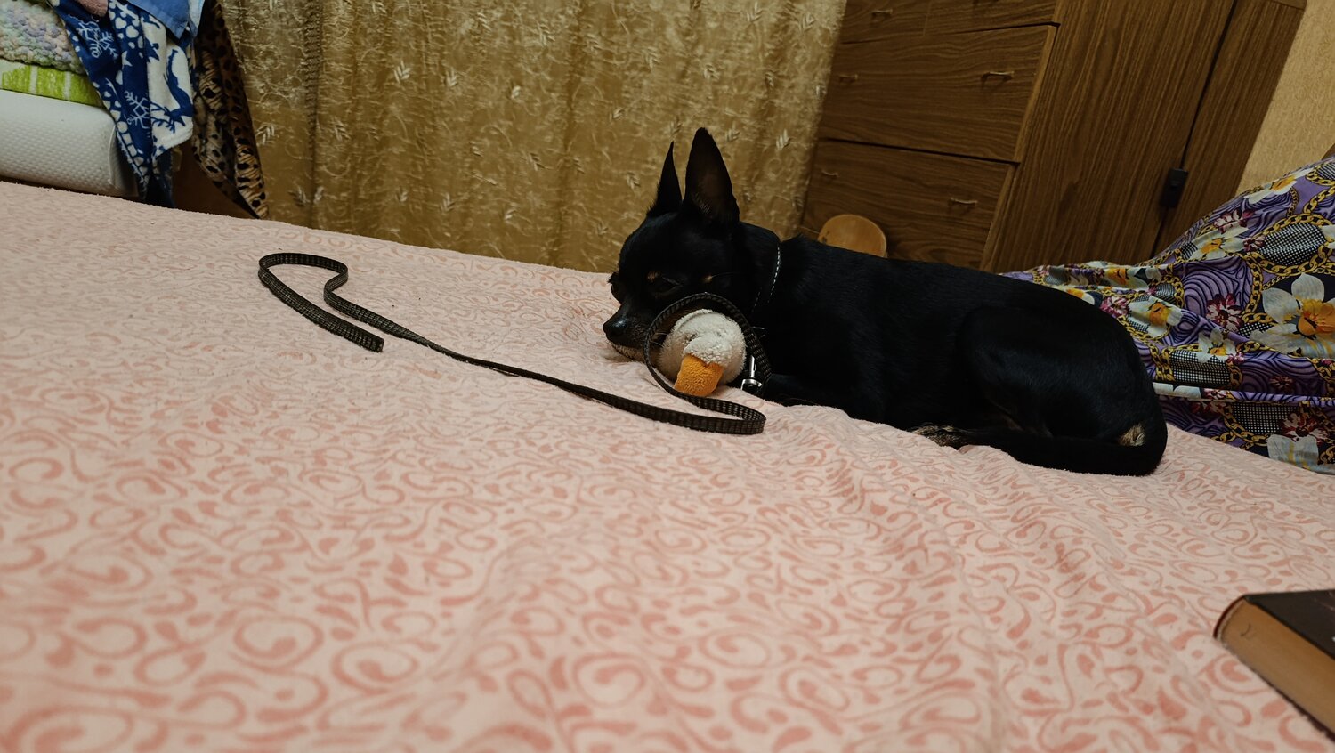 Photo #14172976