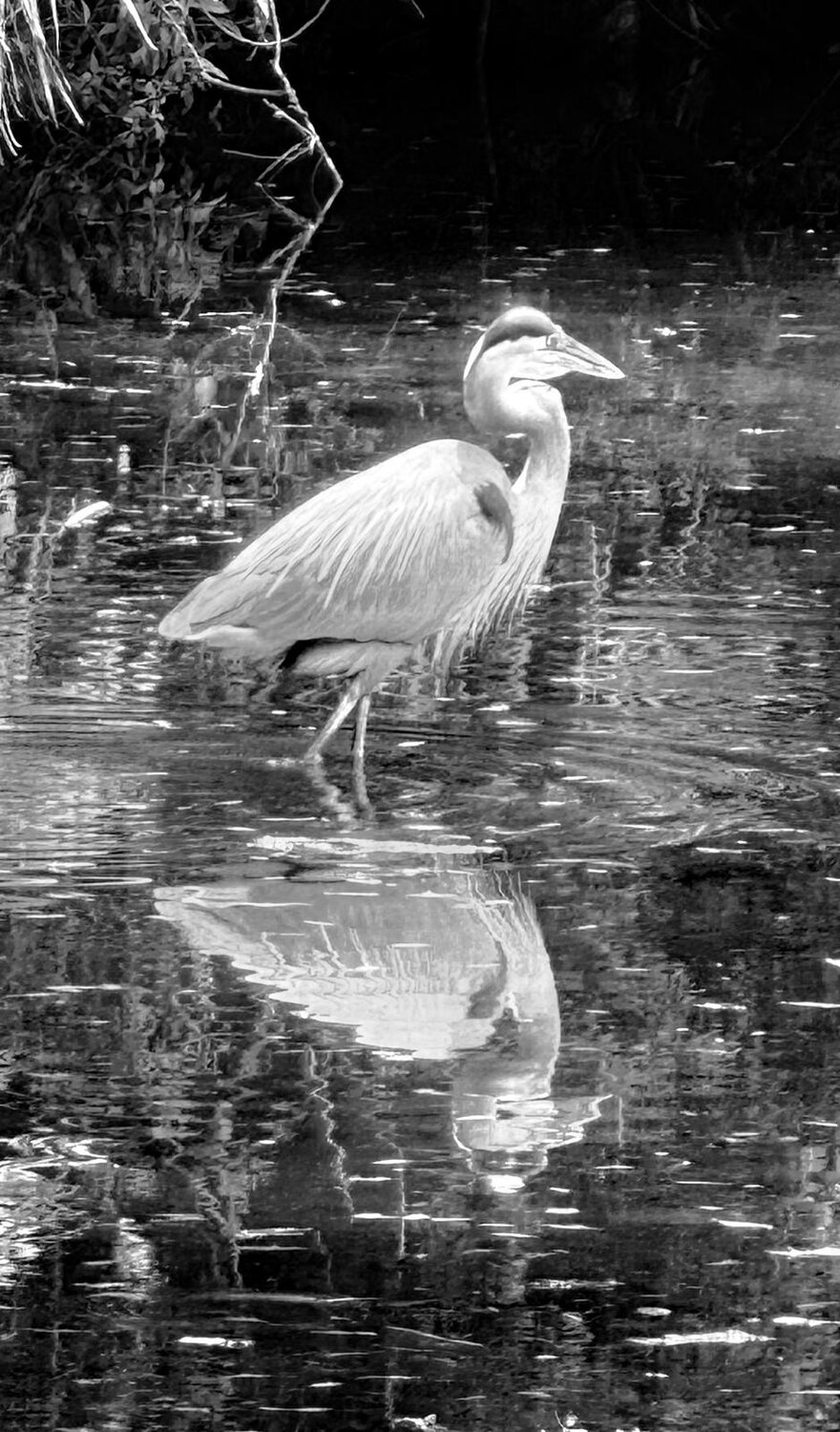 Фотография #14173001