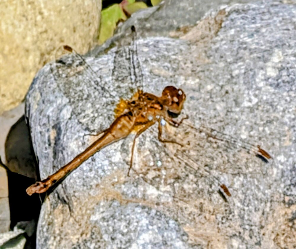Autumn Meadowhawk Dragonfly