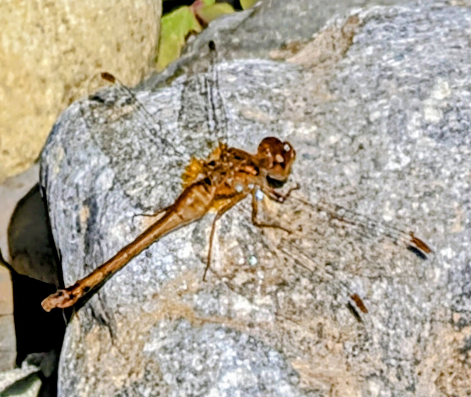 Autumn Meadowhawk Dragonfly