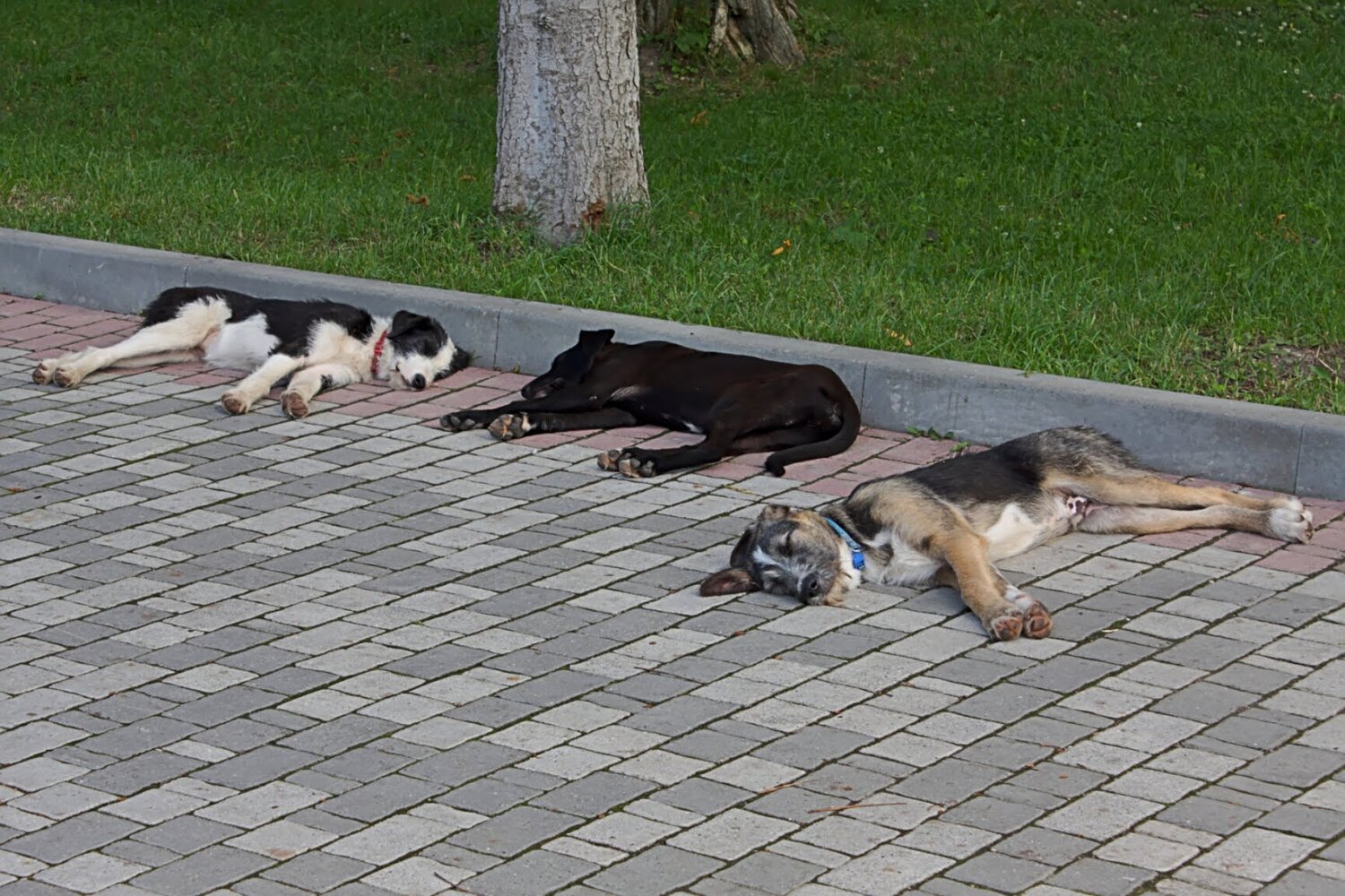 Photo #14173127