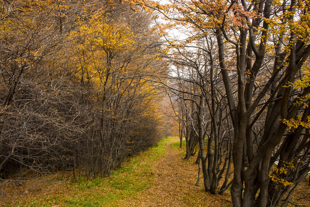 Bosque de otoño