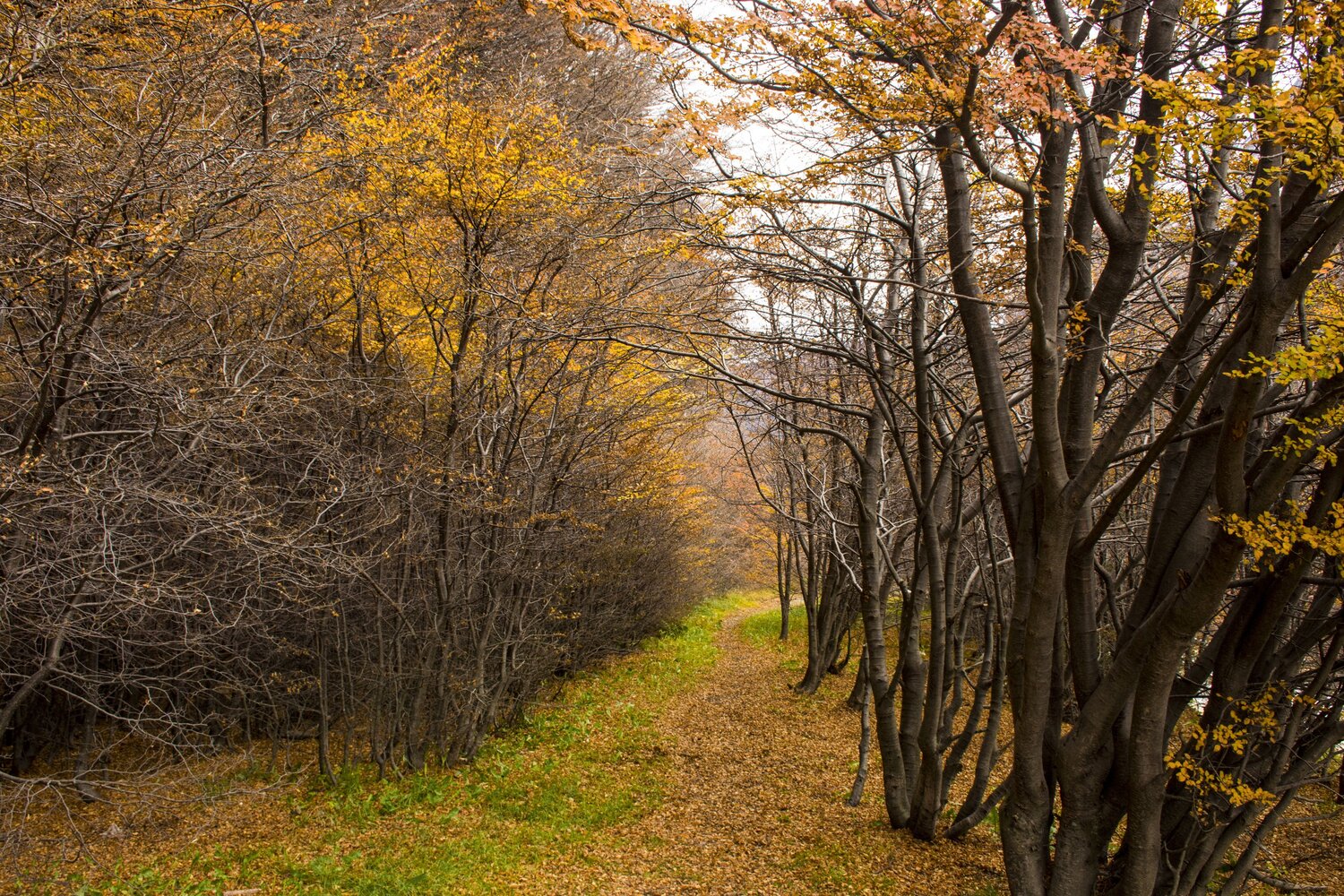 Bosque de otoño