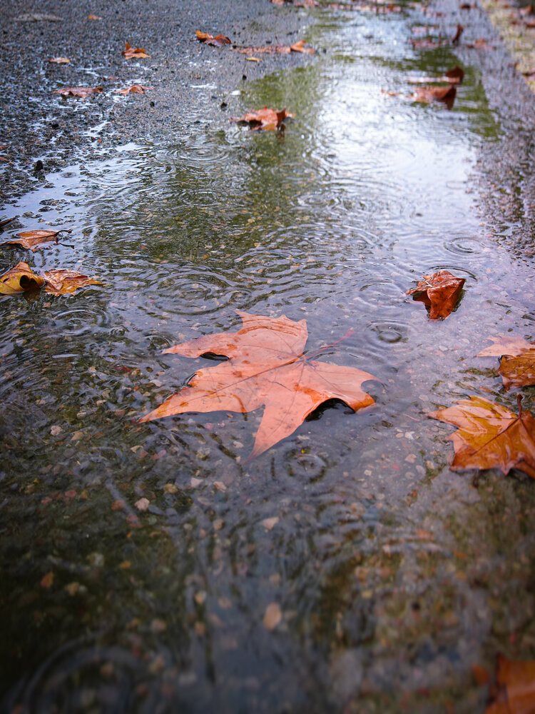 Autumn Colors