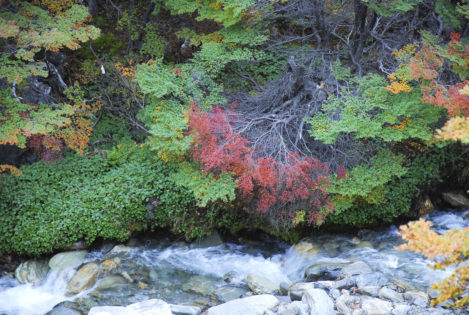 Otoño fueguino