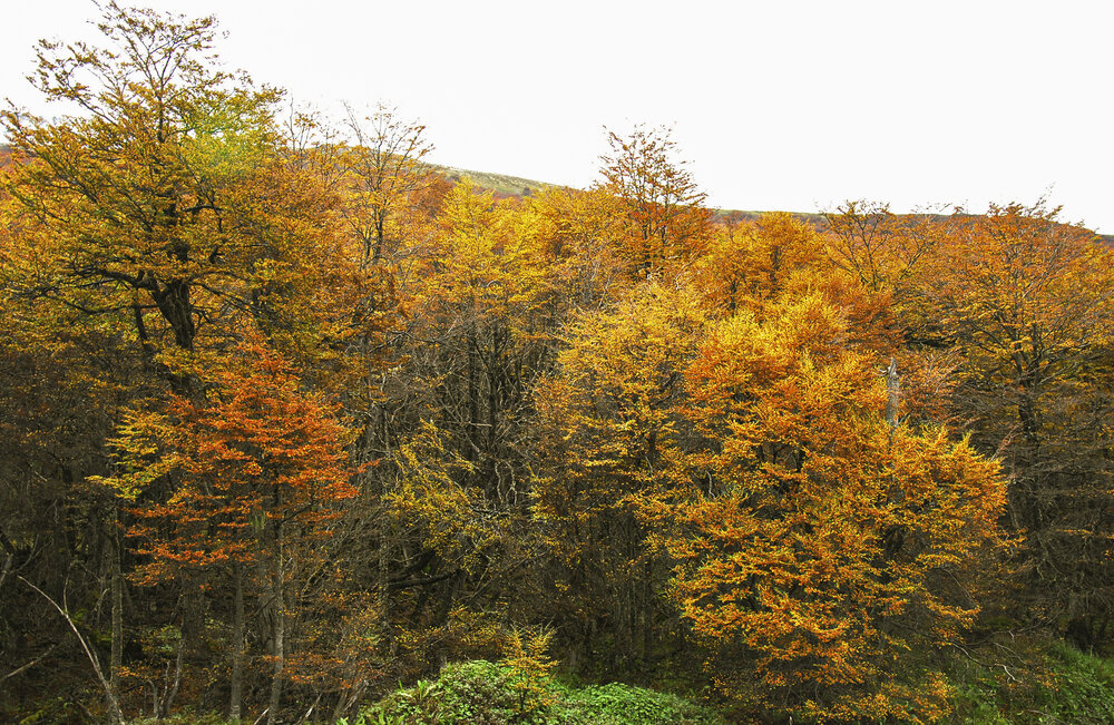 Otoño fueguino