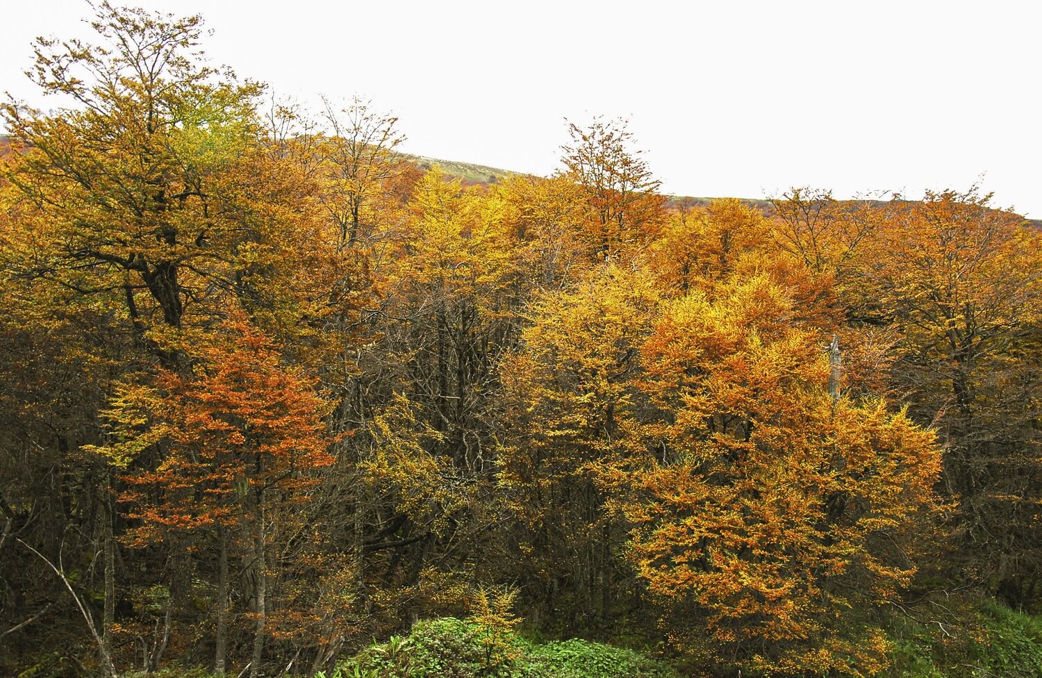 Otoño fueguino