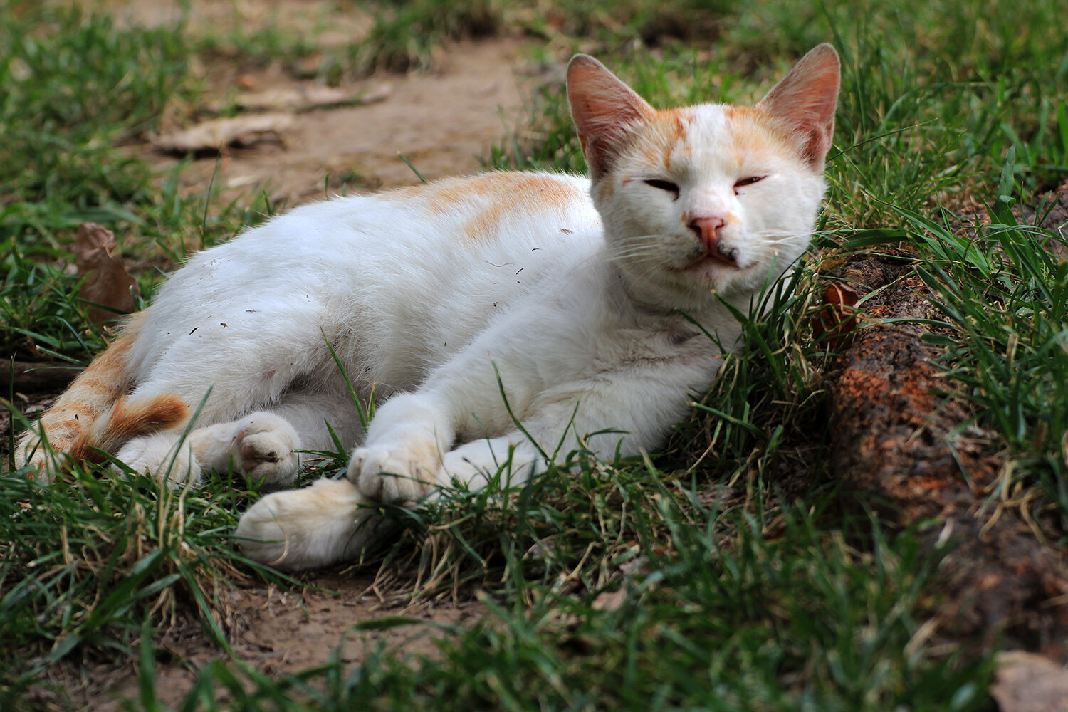 Photo #14173768