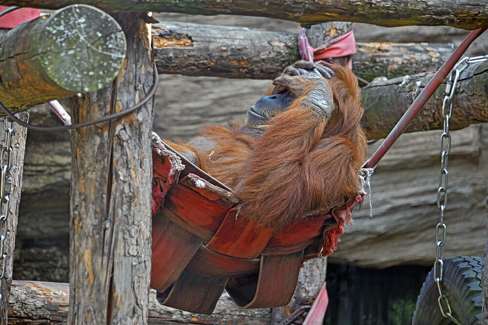 В гамаке