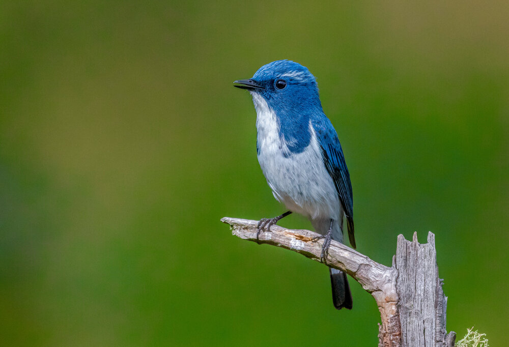 Photograph by SANDIPAN GHOSH