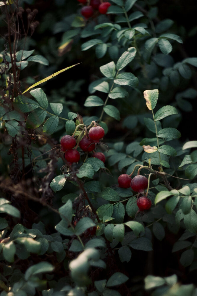 Ягоды шиповника