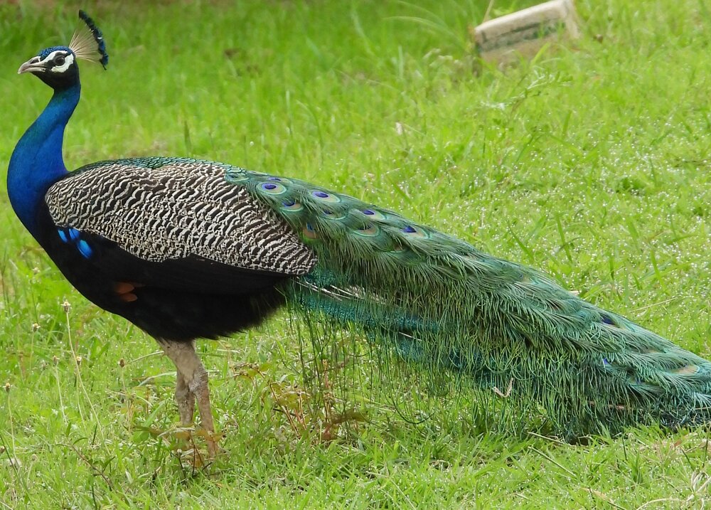 Indian peafowl( male)