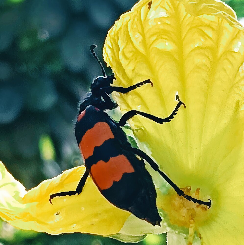 Macro photography