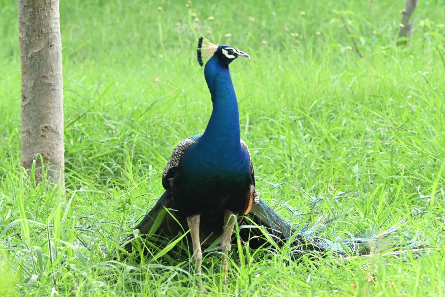 Indian peafowl( male) standing on grass land