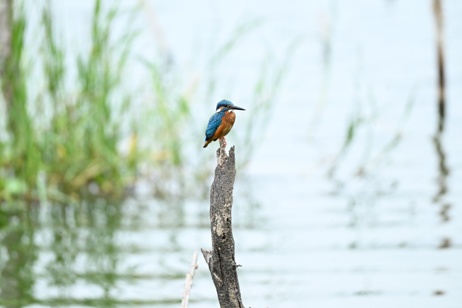 Common king fisher