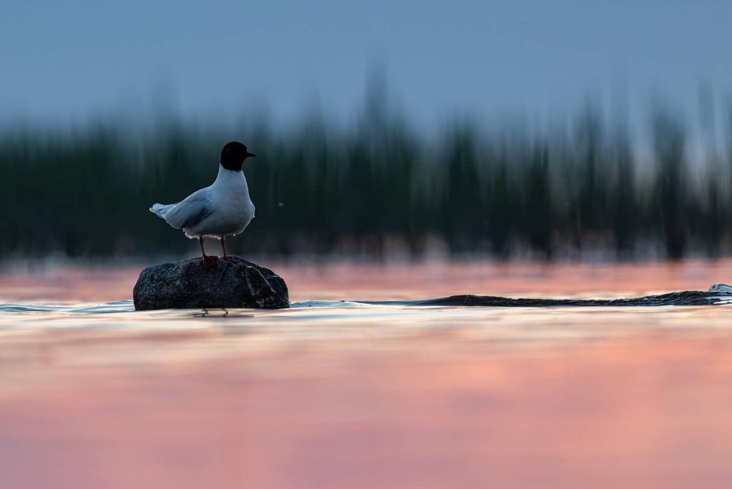 Photo #14176968