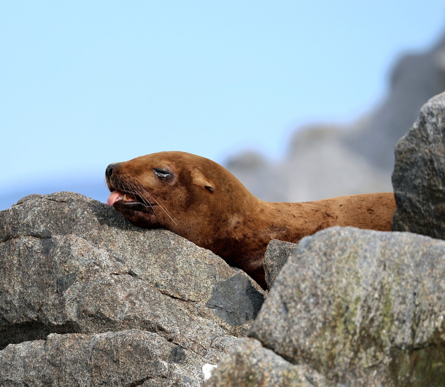 Photo #14177307