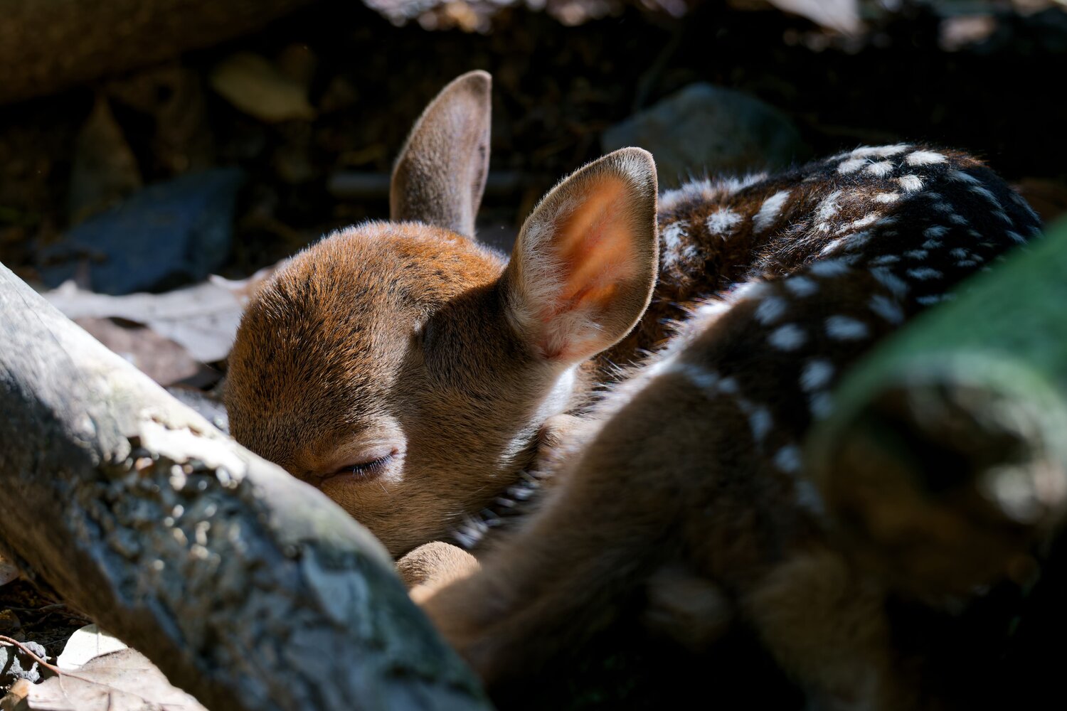 cradled in quiet