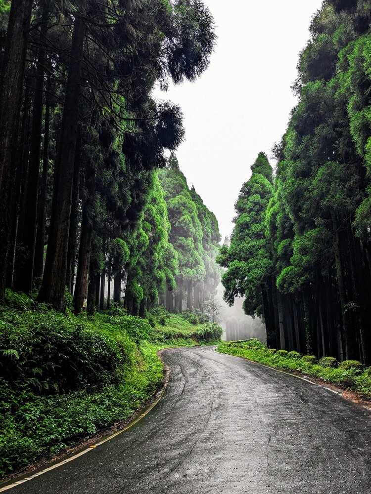 The Road into the Mist