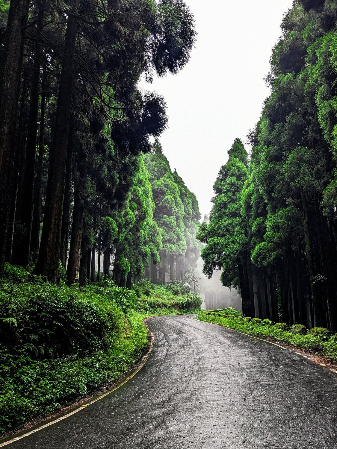 The Road into the Mist