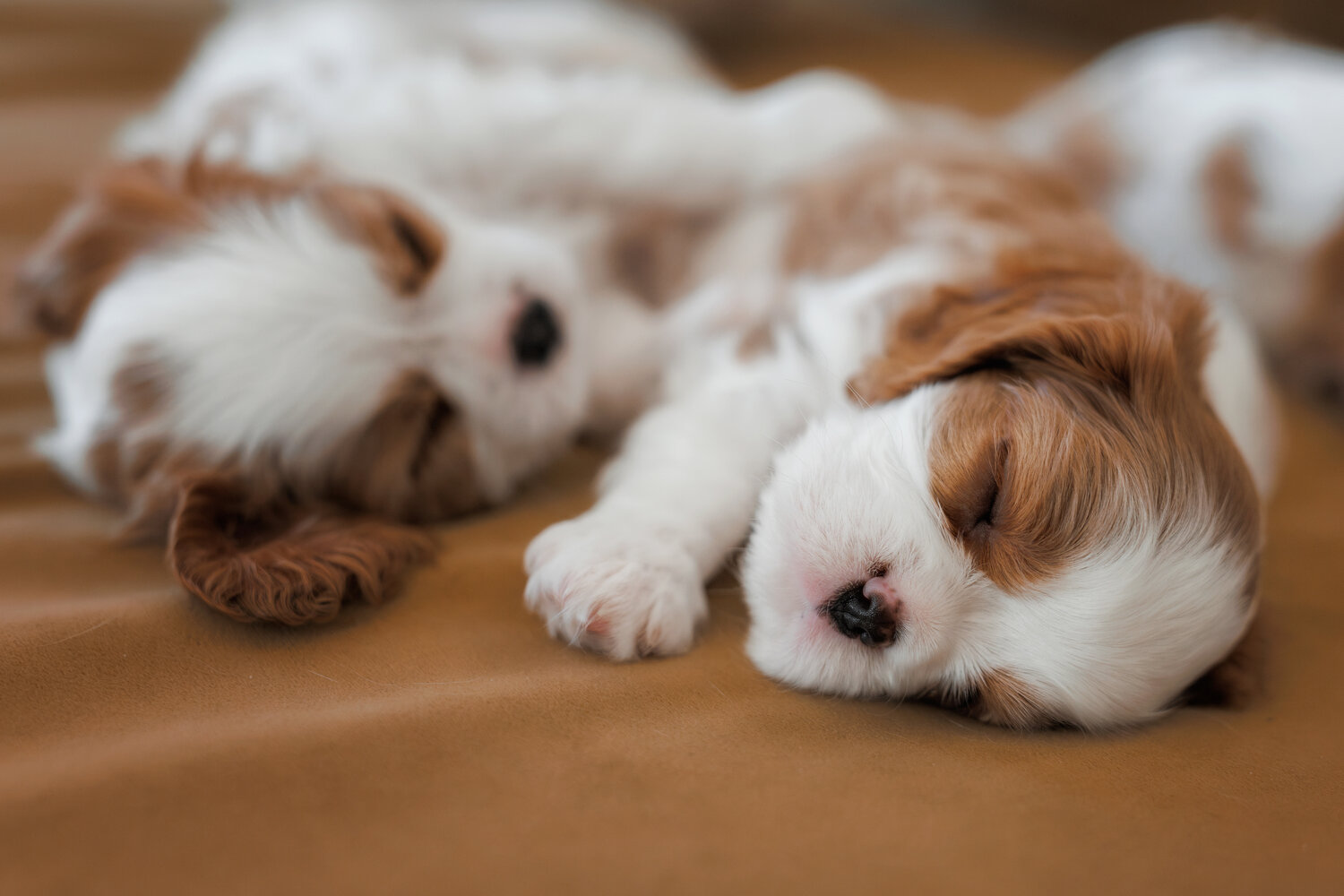 Photo #14178426