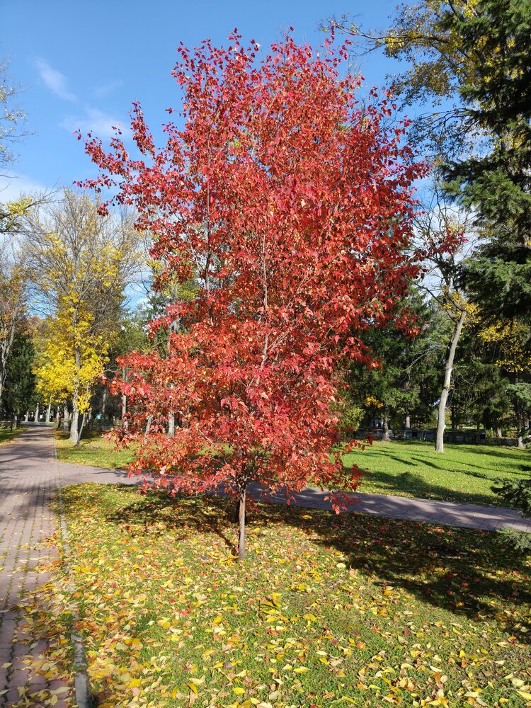 Краски осени