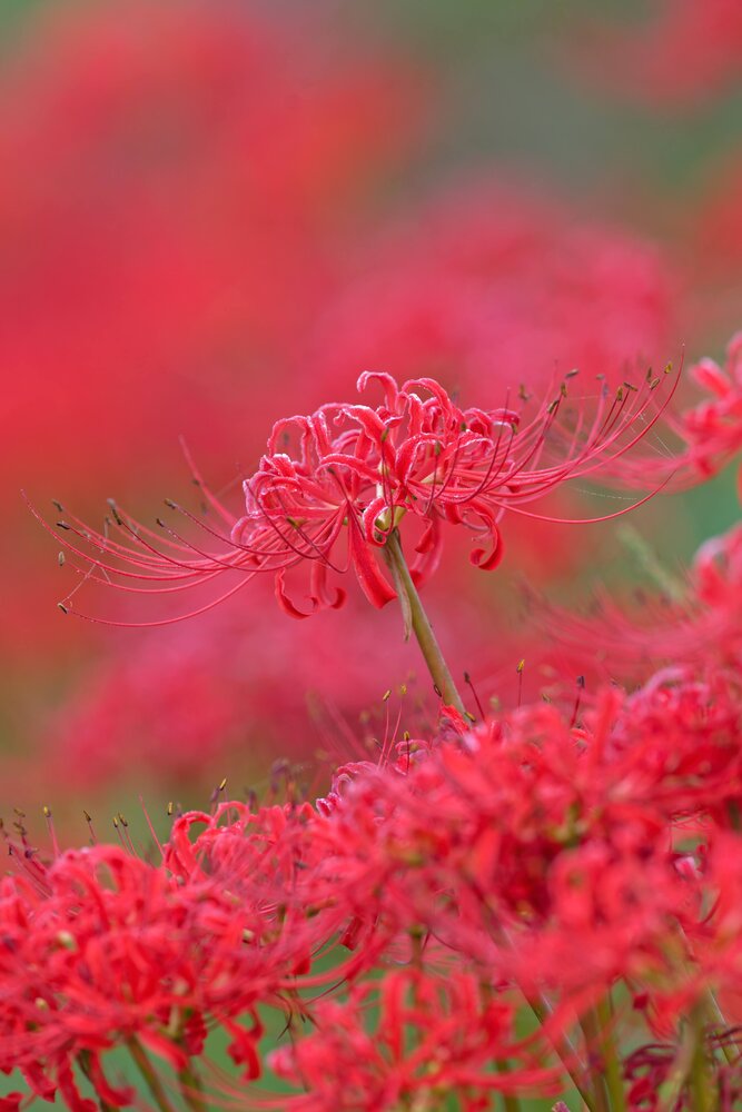Crimson Reverie