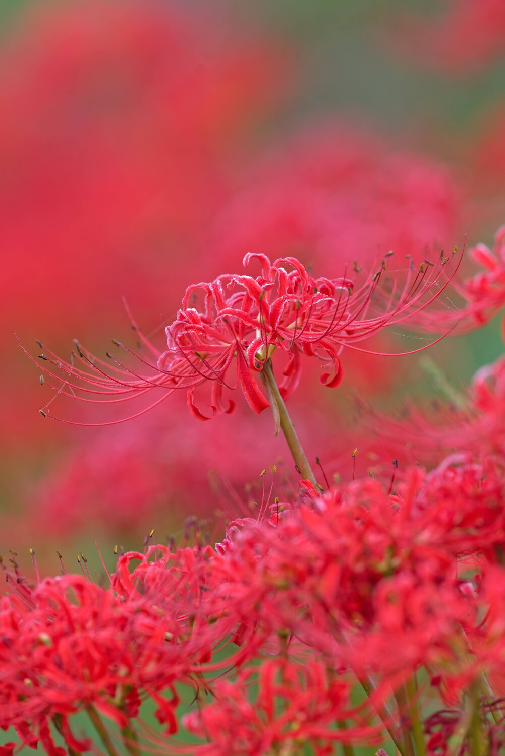 Crimson Reverie