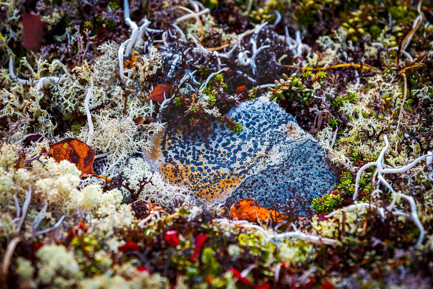 Осенняя тундра