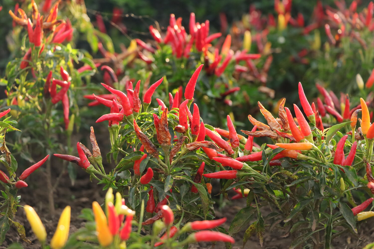 Red chillies in garden
