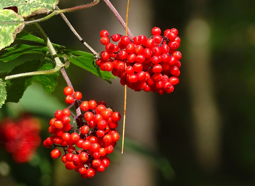 «Sambucus racemosa: изящество форм»
