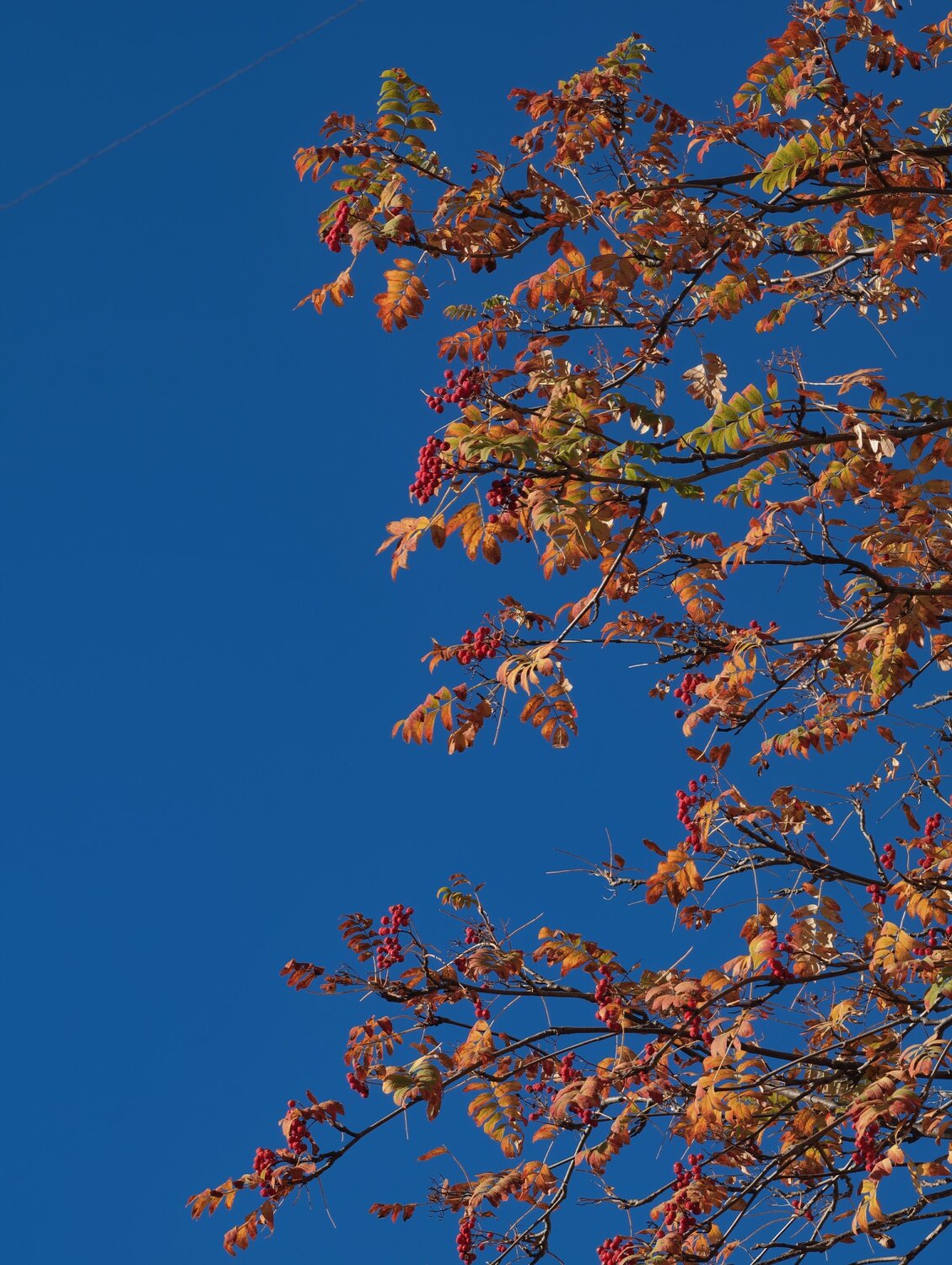 Photo #14180414
