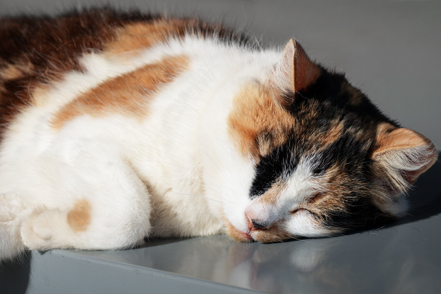 Photo #14180860
