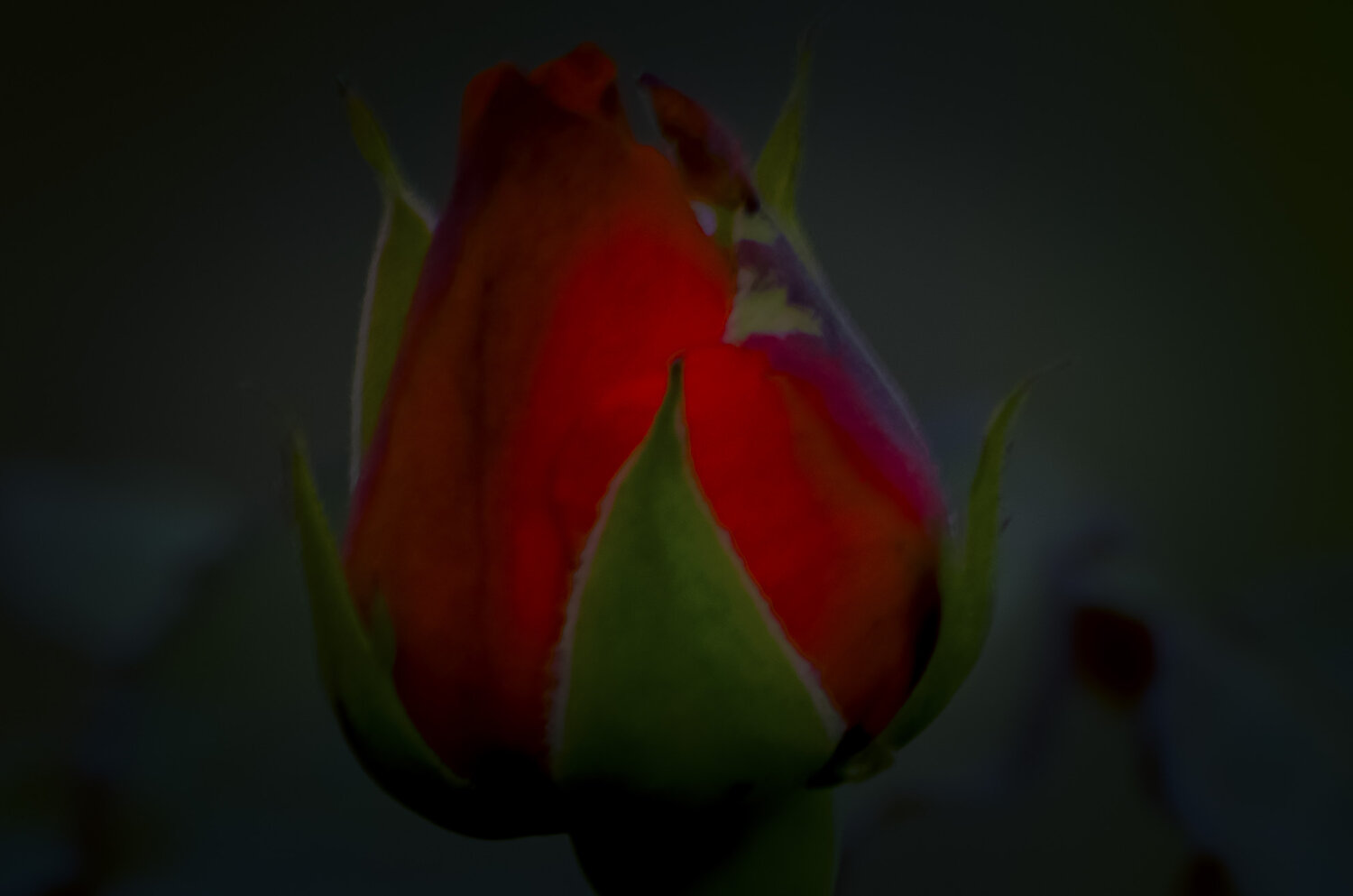 Rose Bud