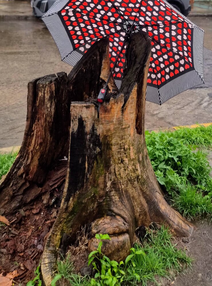ARBOL QUE NO TUVO AMOR....