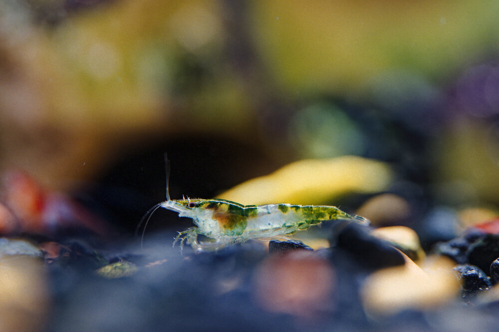 Little Green Machine Exploring The Underwater Wonderland