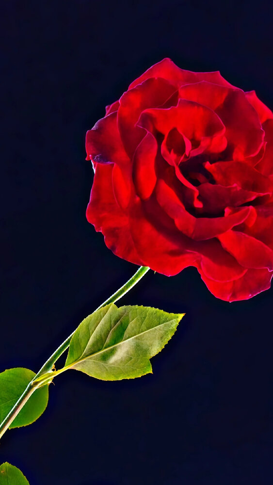 Midnight Rose