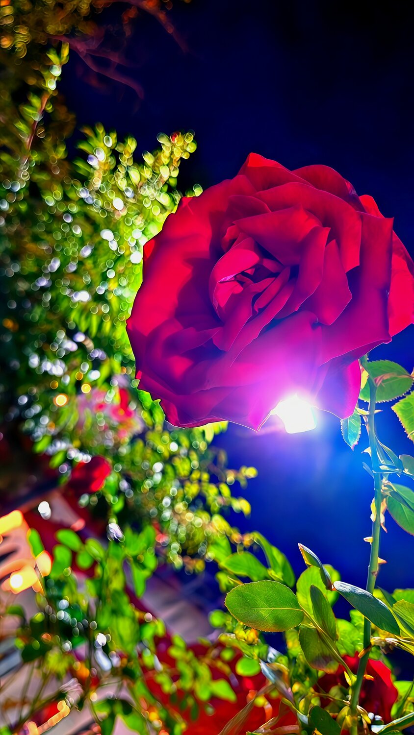 Jewel Rose