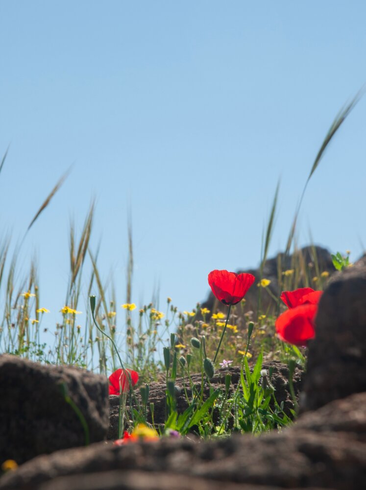 RED FLOWERS